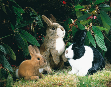 Kleines Kaninchen 