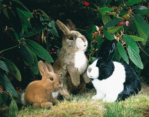 Kleines Kaninchen "Purzel" von Kösen